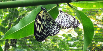 butterflies in the Bilar Butterfly Garden, Bohol